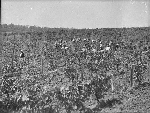 Minchinbury Vineyards, 1939