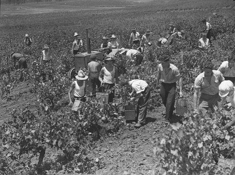 Minchinbury Vineyards, 1939