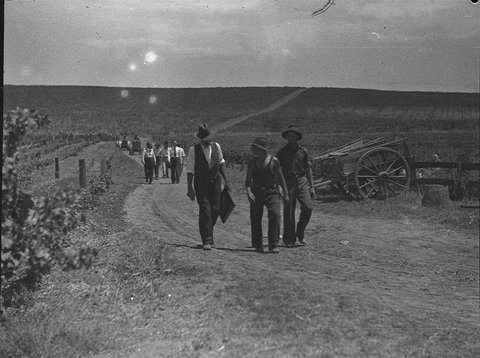 Minchinbury Vineyards, 1939