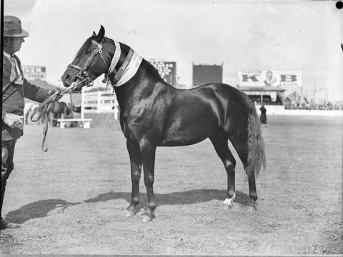 Pony Stallion, 1935
