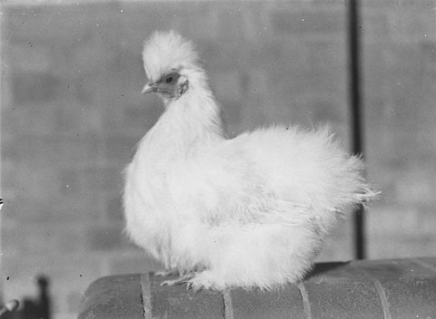 Prize birds, 1930s