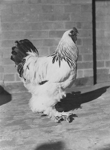 Prize birds, 1930s