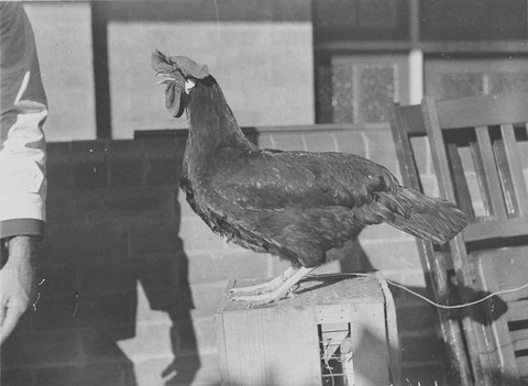 Prize birds, 1930s