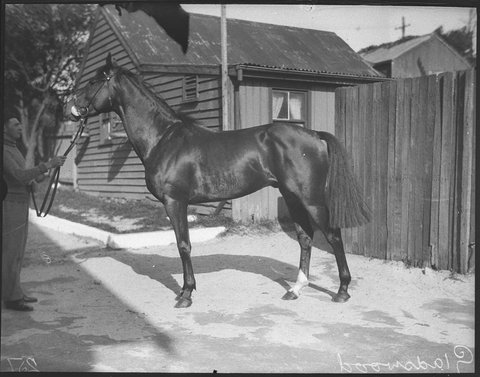 Race horses Gladswood Sir John, 1934