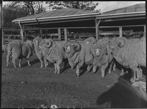 Record killings at abattoirs, 1955