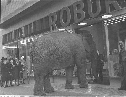 Robur tea elephant, 1939