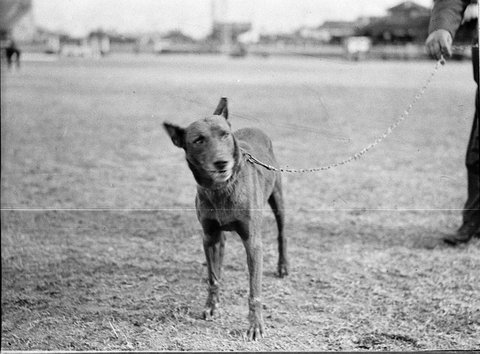 Royal Agricultural Show, 1938