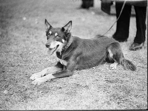 Royal Agricultural Show, 1938