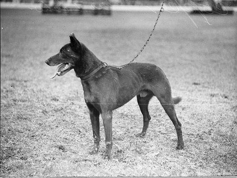 Royal Agricultural Show, 1938