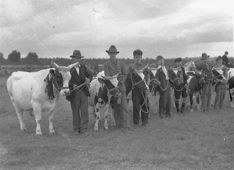 Seven Hereford Bulls line up for the judges, c. 1932