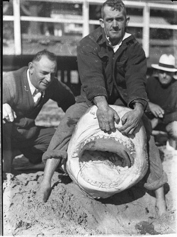 Shark at Watsons Bay, 1935