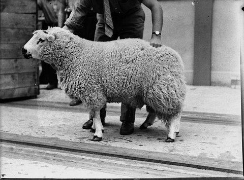 Sheep by the Port Lincoln sheep by the Port Nicholson, 1937