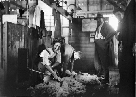Sheep shearing demonstration RA Rooney shearing contractors head office 8 Spring Street Sydney, 1930s