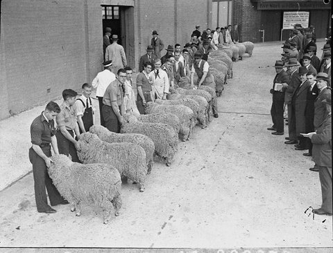 Sheep show at Showground, 1937