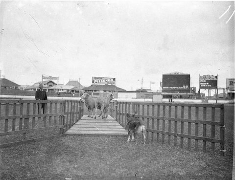 Sheepdog trials, 1930s