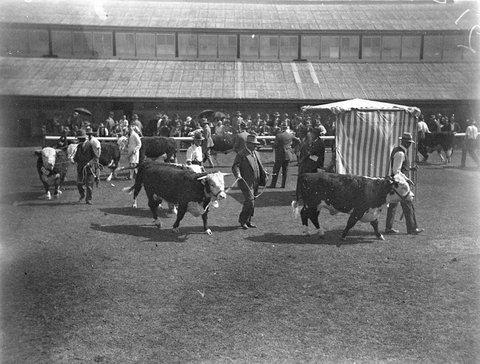 Shorthorn cattle being paraded before the judges, 1925–57