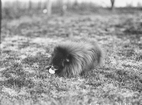 Small dog with ball, 1930s
