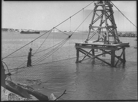 Stockton shark proof net, 1950