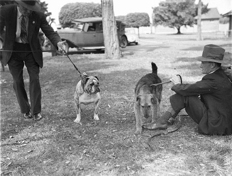 Study of a bulldog glaring at an Irish terrier, c. 1934