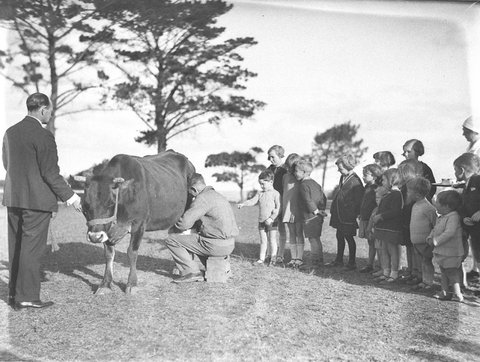 Ted Hood holds the cow while children watch it milked Dalwood Home, 1929