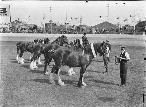 The winning Clydesdale team of four, 1925–57