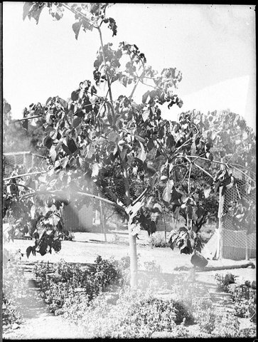 Tree taken for Mr Kaleski, 1937