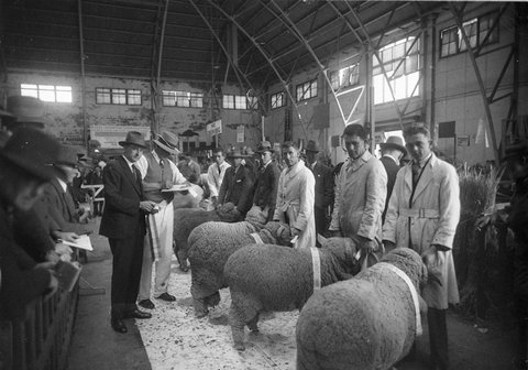 Tying on the prizewinning ribbons, 1927