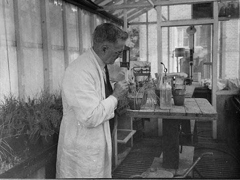 University wheat cultivation, 1949