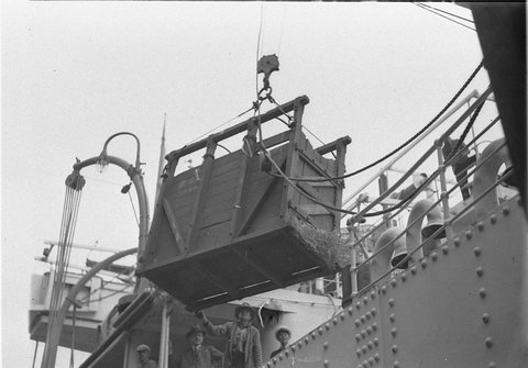 Unloading a prize bull from a ship by wooden enclosure and onto a Calanans stock float, 1930s
