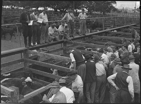 Waratah cattle sales, 1954