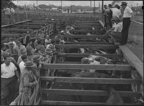 Waratah cattle sales, 1954