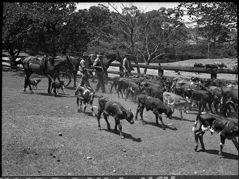 Waratah Saleyards, 1953