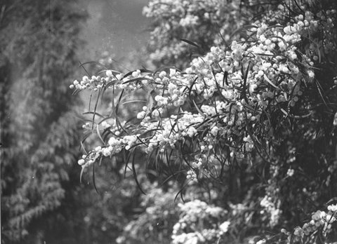 Wattle blossoms, 1934