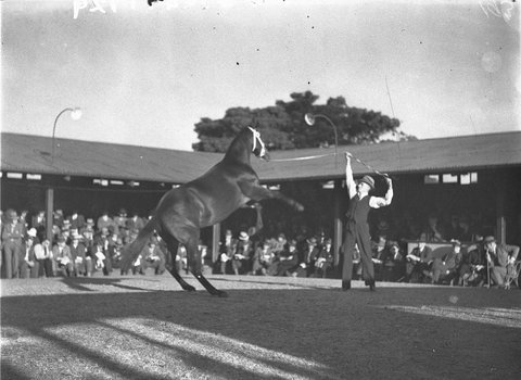 Yearling horse sales at Inglis Newmarket Auction, 1930s