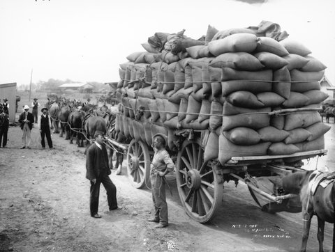 Wheat off to market, Sydney, c 1900, c. 1900