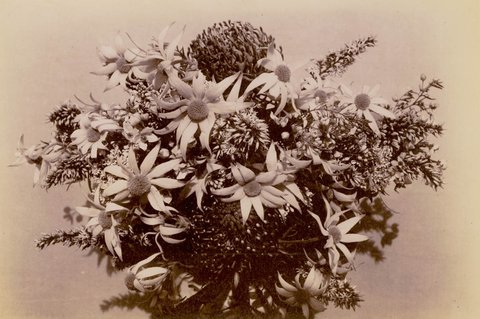 Wild Flowers, ca. 1900, c. 1900