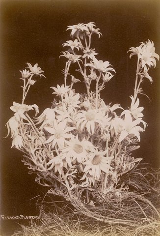 Flannel Flowers, ca.1900, 1900–10