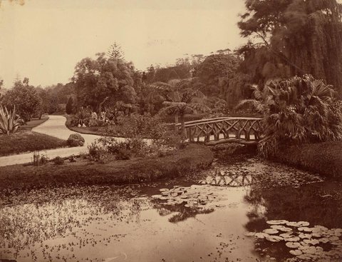 Pond and bridge, Botanic Gardens, Sydney - attributed to the photographer William Vosper, 1880s