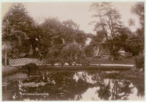 Botanical Gardens, Sydney, c. 1900-1910, 1900–10