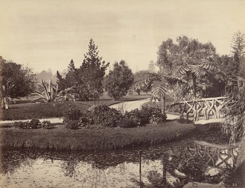 Botanical Gardens, Sydney, 1877