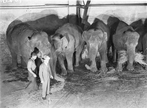 Wirths' Circus elephants, Royal Easter Show, Sydney, before 1940 - photographer Sam Hood, 1935