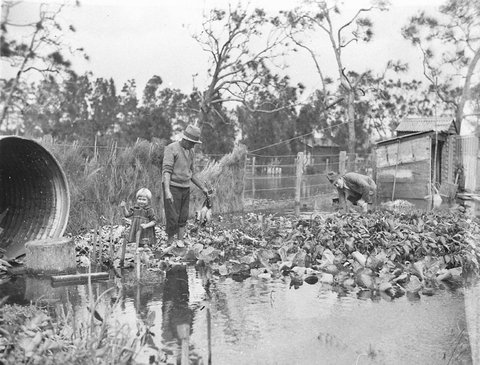 Man surveys his vegetable garden in the Narrabeen flood, April 1927, by Sam Hood