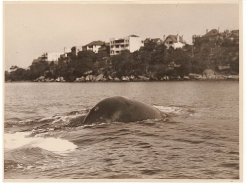 Whale, Sydney Harbour, 1930's - Sam Hood, 1930s