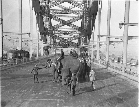 Six Wirths' Circus elephants with their attendants and a Shetland pony crossing the Sydney Harbour Bridge for publicity, 3 April 1932 - Sam Hood