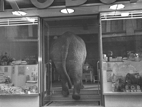 Elephant's tea party, Robur Tea Room, Sydney, 24 March 1939 - Sam Hood
