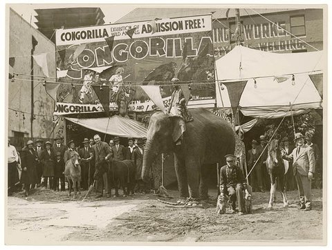 Congorilla sideshow, Sydney, 1930s - Sam Hood