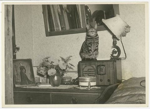 Cat sitting on a radio, Sydney, 1930s - Sam Hood