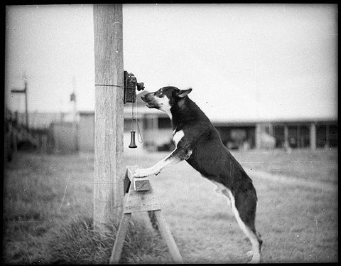 Police Dog, Tess, 29-1-35 - by Sam Hood, 1935