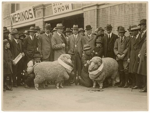 Sheep shows, sheep and wool industry - by Sam Hood, 1933