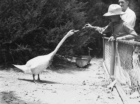 Far West boy feeds a swan, Taronga Park Zoo, Sydney, 2nd January, 1935 - by Ted Hood